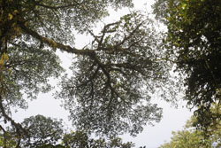 Monteverde bladerdek